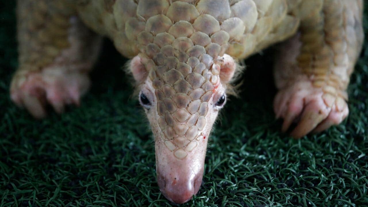 One of over 100 pangolins and 450 kg (992 lb.) of pangolin scales seized by the Thailand customs, estimated to be worth over 2.5 million baht (USD $75,278). Image: AP Photo.