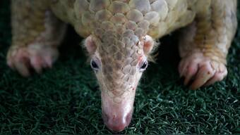 28 tons of scales seized from 38,000 endangered pangolins in Singapore