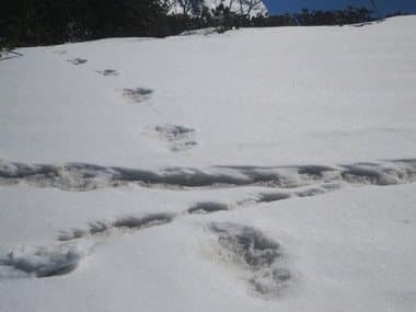 Indian Army spots Yeti in Himalayas and BJP's Tarun Vijay says 'don't call it beast, say he is a snowman': Twitterati is speechless