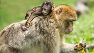 China Is Genetically Engineering Monkeys With Brain Disorders