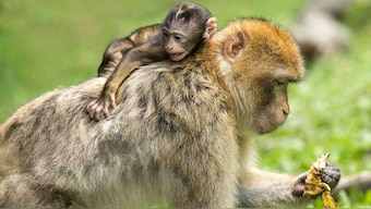 Monkeys injected with human brain genes grew 'intelligent' in controversial study