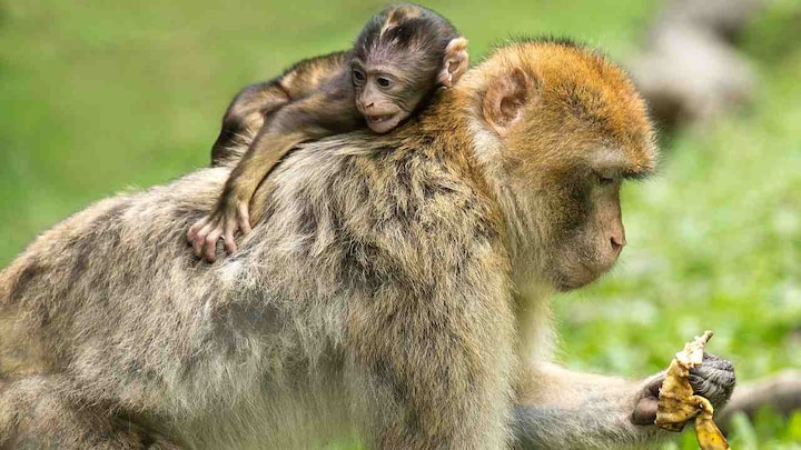 Monkeys injected with human brain genes grew 'intelligent' in controversial study
