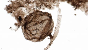 1 billion year old, oldest fungus micro-fossil, found in Canada's Arctic region