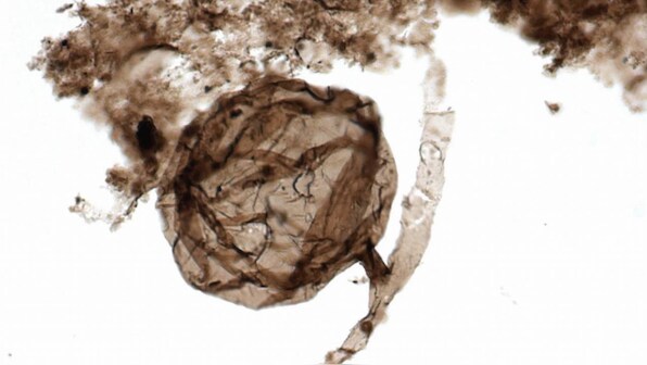 1 billion year old, oldest fungus micro-fossil, found in Canada's Arctic region