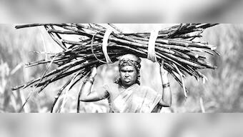 The bittersweet truth of sugarcane in Maharashtra