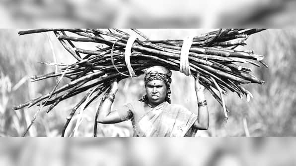 The bittersweet truth of sugarcane in Maharashtra