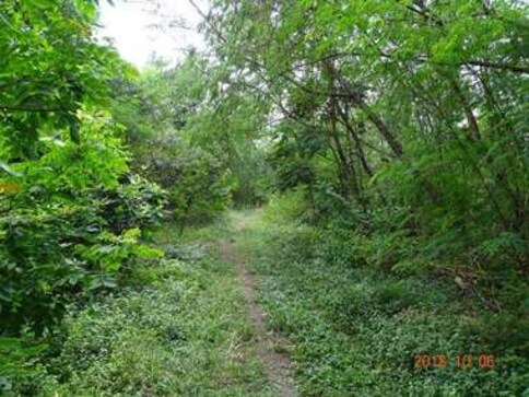 Foresting our way forward Foresting our way forward