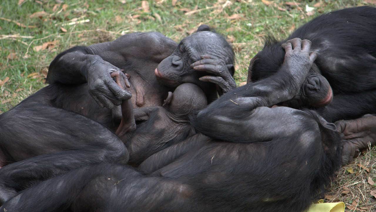 Bonobos having a group hug. Image credit: Flickr