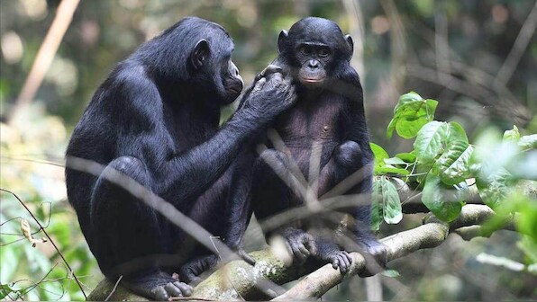 Like humans do: Bonobo mothers meddle in their sons' love-lives, push for grandkids