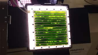 Algae-powered bioreactor on space station could be oxygen, food source for astronauts