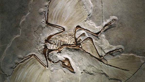 Most bird-like dinosaur ever flapped its wings like a raven, lived in the Jurassic