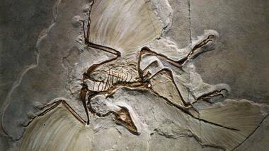 Most bird-like dinosaur ever flapped its wings like a raven, lived in the Jurassic
