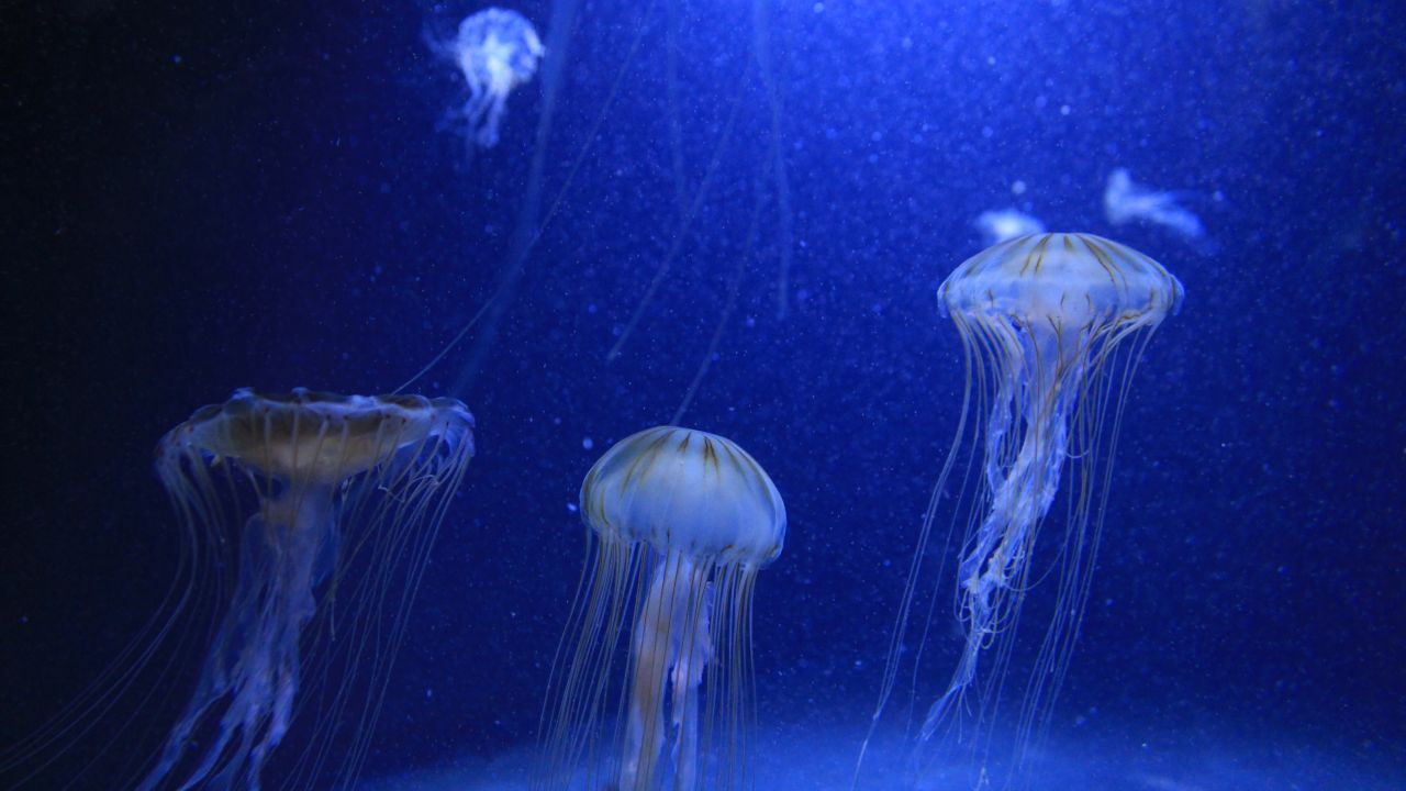 CRISPR anti-venom: Antidote to world's most venomous sting made with gene editing CRISPR anti-venom: Antidote to world's most venomous sting made with gene editing