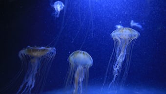 CRISPR anti-venom: Antidote to world's most venomous sting made with gene editing