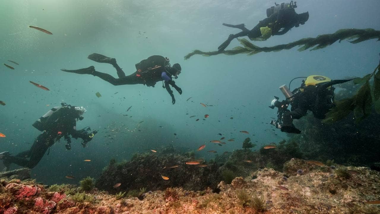 divers swimming underwater. image credit; US national park service.