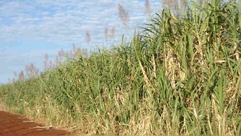 Brazil's genetically modified sugar cane and sugar shipped to China for approval