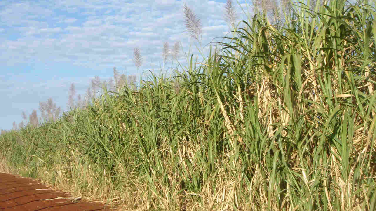 Brazil's genetically modified sugar cane and sugar shipped to China for approval Brazil's genetically modified sugar cane and sugar shipped to China for approval