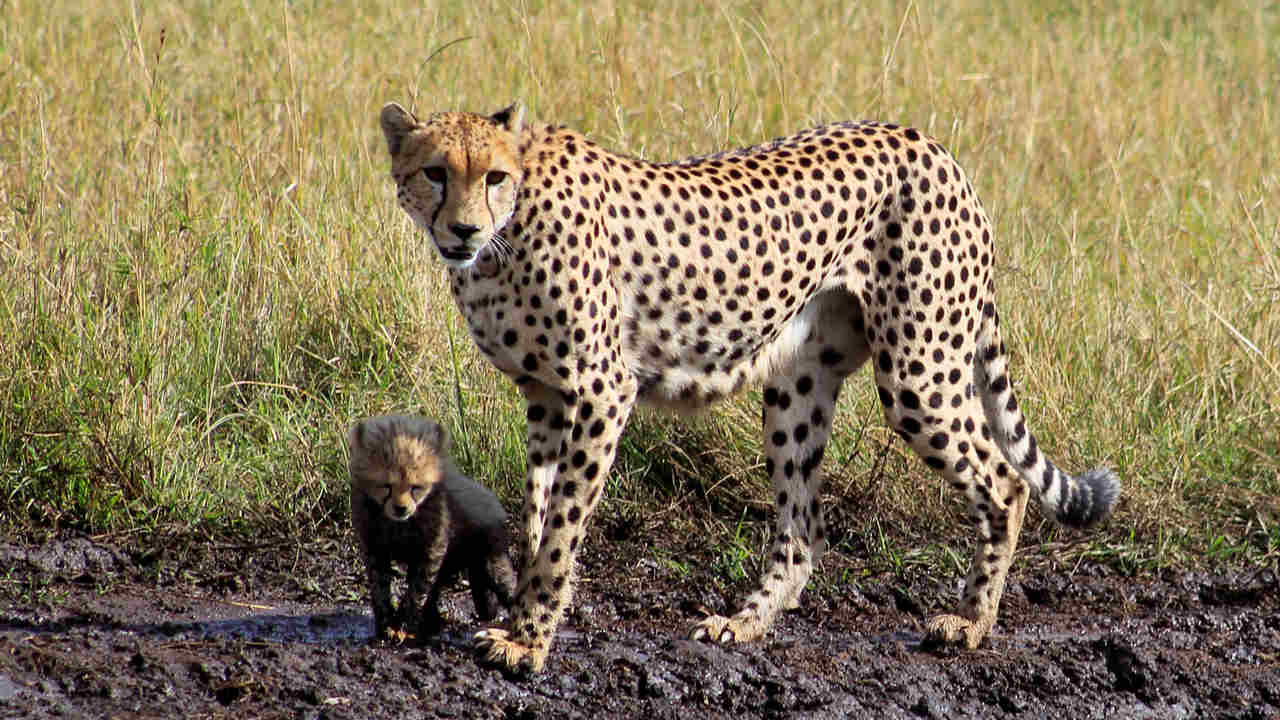 A critically-endangered Asiatic cheetah, of which only 50 remain out in the wild, are all in Iran. Image: Wikimedia Commons
