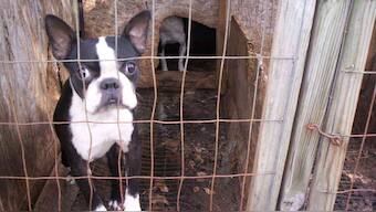 Despite regulations, illegal pet trade in India remains a haven for undocumented wealth, criminal activity, funding terrorism