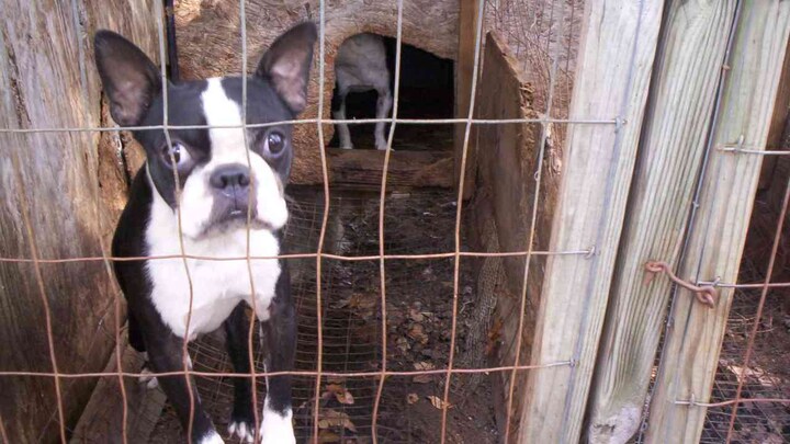 Despite regulations, illegal pet trade in India remains a haven for undocumented wealth, criminal activity, funding terrorism