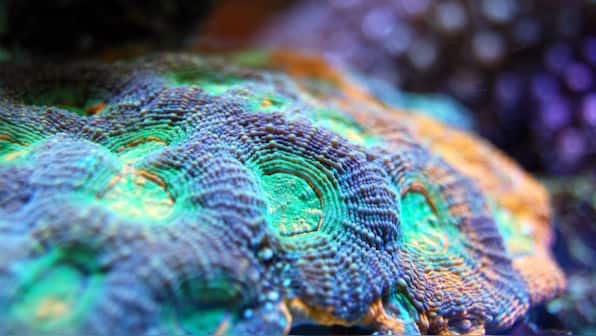 Hawaii's super corals: Hardy corals unfazed by pollution lend hope for dying reefs