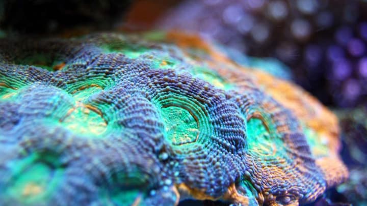 Hawaii's super corals: Hardy corals unfazed by pollution lend hope for dying reefs