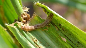 Open Challenge: Digital solutions invited to combat fall armyworm epidemic in India