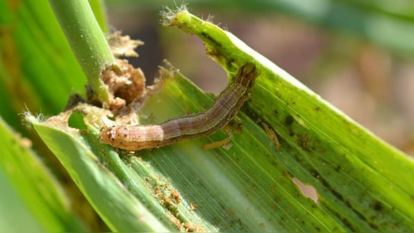 Open Challenge: Digital solutions invited to combat fall armyworm epidemic in India
