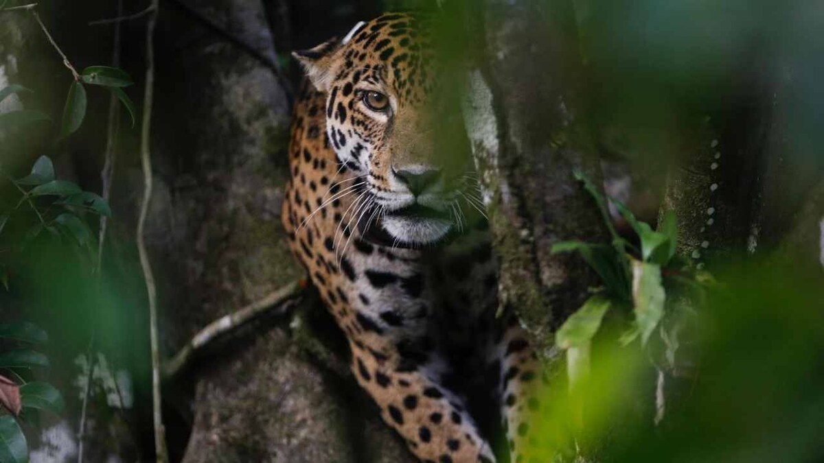 Big Brother-style surveillance study to help discover hidden wildlife in the Amazon