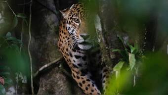 Big Brother-style surveillance study to help discover hidden wildlife in the Amazon