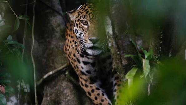 Big Brother-style surveillance study to help discover hidden wildlife in the Amazon