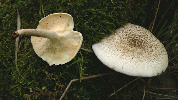 Anticancer mushrooms: MU Professor wins patent for anticancer compound from fungi
