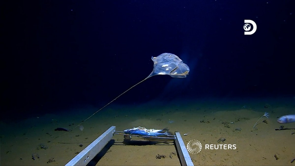 New species captured on camera in deepest trench of Indian Ocean: Report