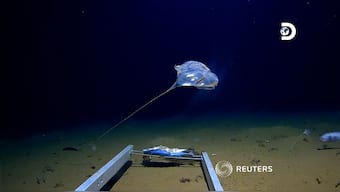 New species captured on camera in deepest trench of Indian Ocean: Report