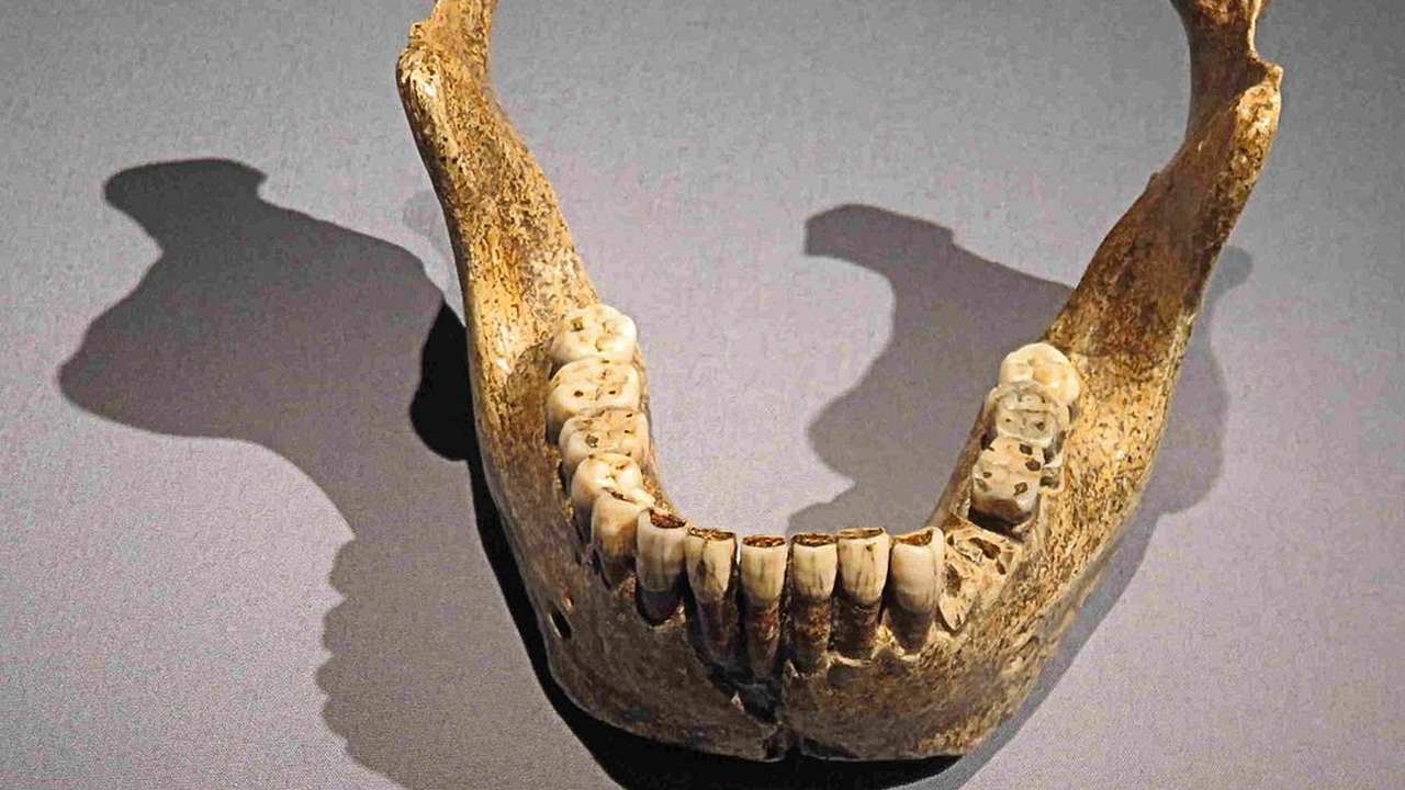 The lower jaw of Mauer is the so far oldest fossil of the genus Homo , which was salvaged in Germany. image credit: Wikipedia