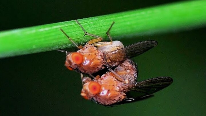 Male fruit flies can ensure their partner's sexual loyalty for at least a week