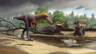 Meet Tyrannosauroid: The three-foot-tall cousin of the mighty Tyrannosaurus rex