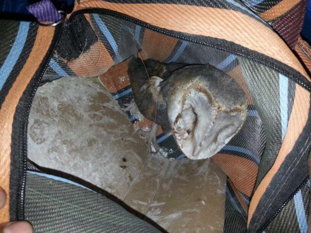 An owl mid-trade that was found by the team. Image: Author provided