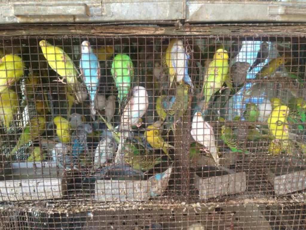 Birds packed into cages in pet shops. Image: Ambika Hiranandani