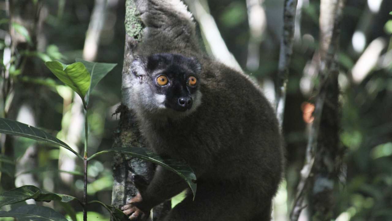 Extinctions of million species driven by mankind are looming, new UN report finds