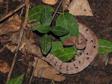 New species of pit-viper found in Itanagar; discovery gets published in Russian Journal of Herpetology