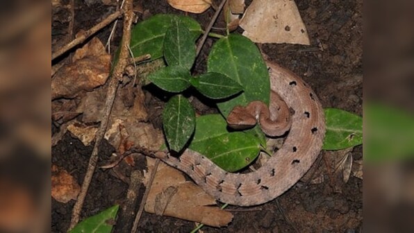 New species of pit-viper found in Itanagar; discovery gets published in Russian Journal of Herpetology