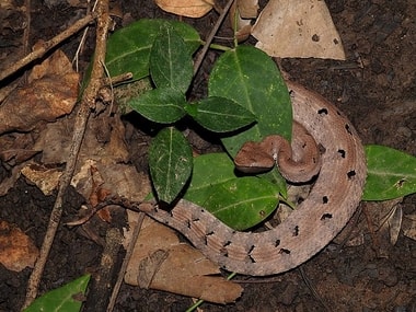 New species of pit-viper found in Itanagar; discovery gets published in Russian Journal of Herpetology New species of pit-viper found in Itanagar; discovery gets published in Russian Journal of Herpetology