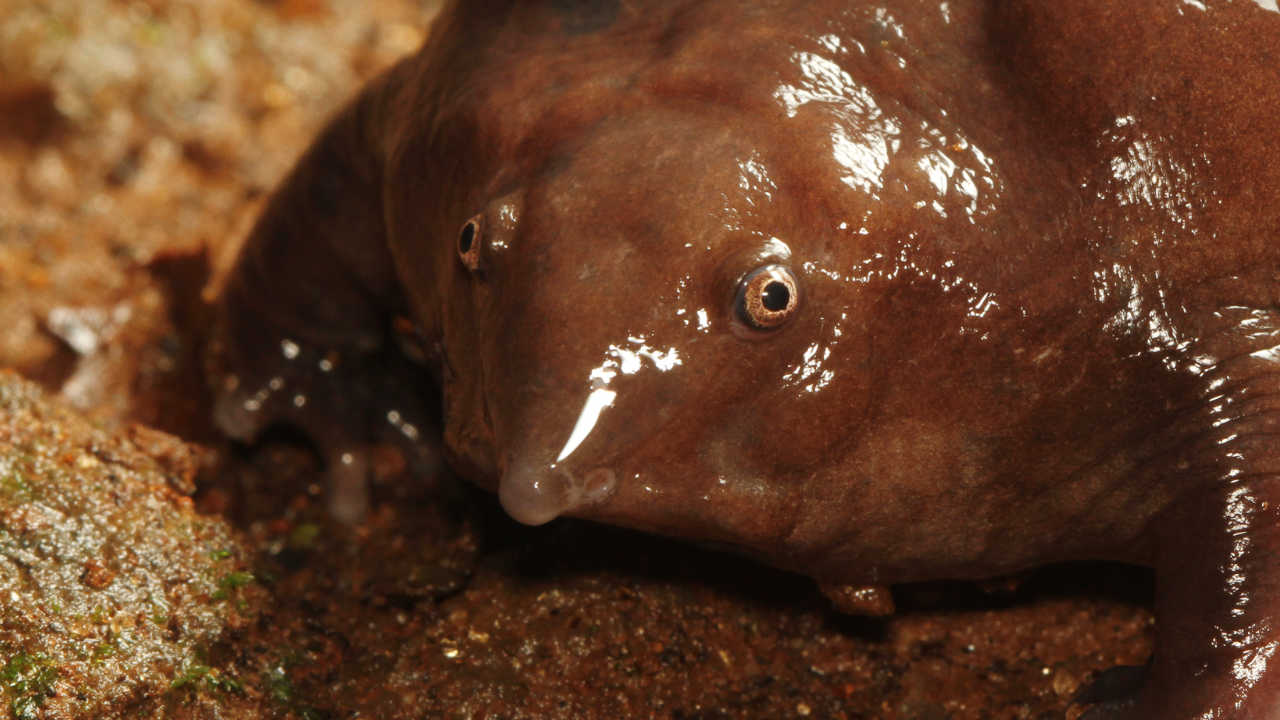 Odd, amorphous amphibian could soon be honoured as Kerala's state frog Odd, amorphous amphibian could soon be honoured as Kerala's state frog