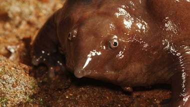 Odd, amorphous amphibian could soon be honoured as Kerala's state frog