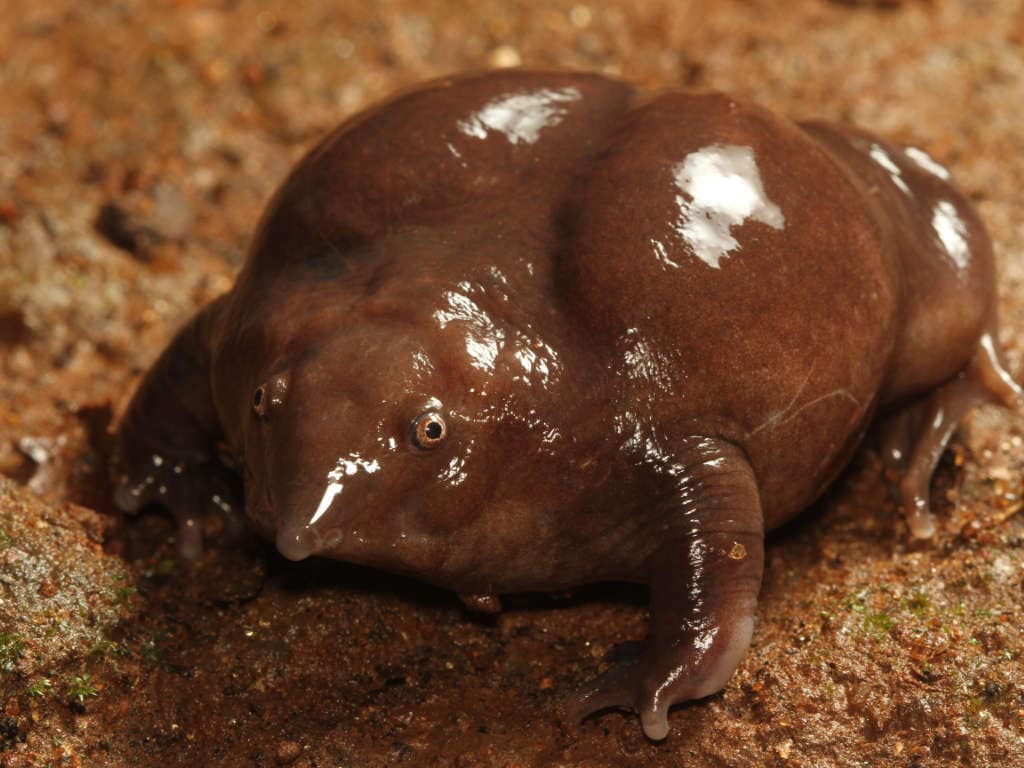 This amorphous creature is to be Kerala's state frog.