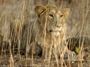 Illegal limestone mining near Gir forest: NGT orders state govt to submit report on environmental damage Illegal limestone mining near Gir forest: NGT orders state govt to submit report on environmental damage