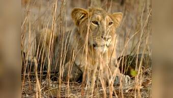 Illegal limestone mining near Gir forest: NGT orders state govt to submit report on environmental damage