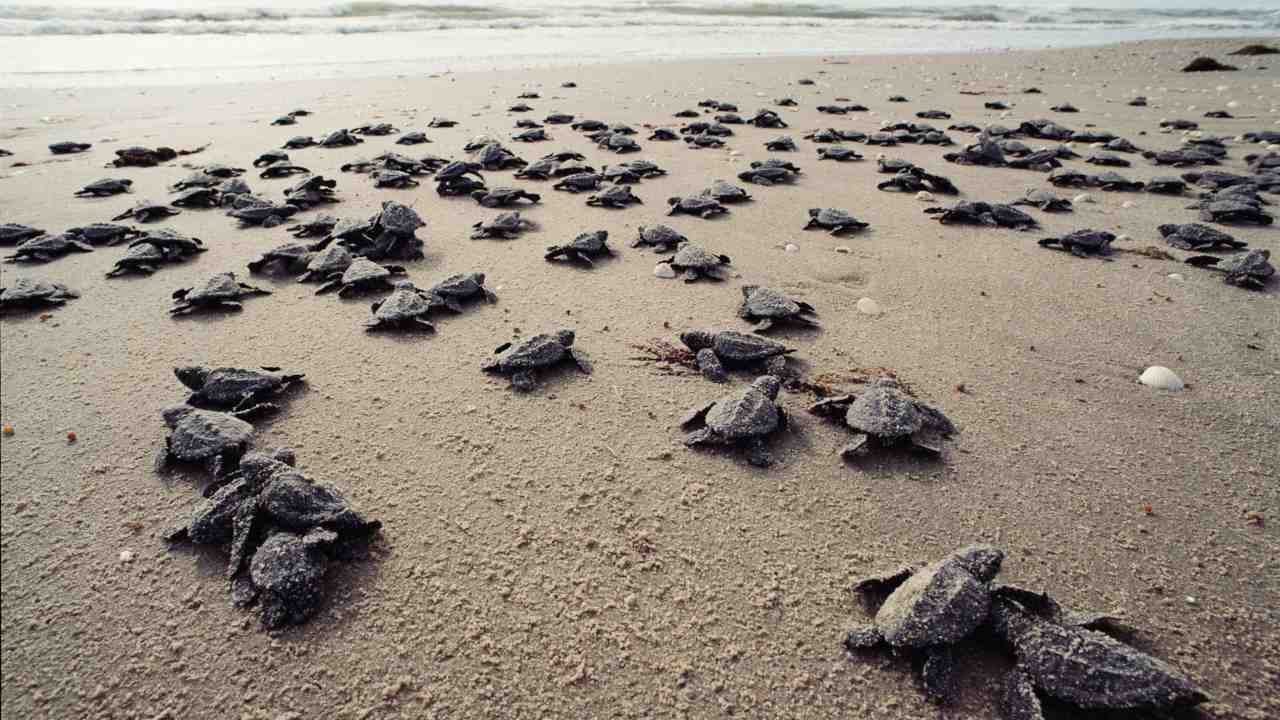 Leatherback turtles in the Andamans: Highest number of turtle nests in a decade found this year Leatherback turtles in the Andamans: Highest number of turtle nests in a decade found this year