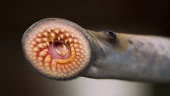 Jawless parasitic fish might be cure for brain tumor and stroke, a new study finds